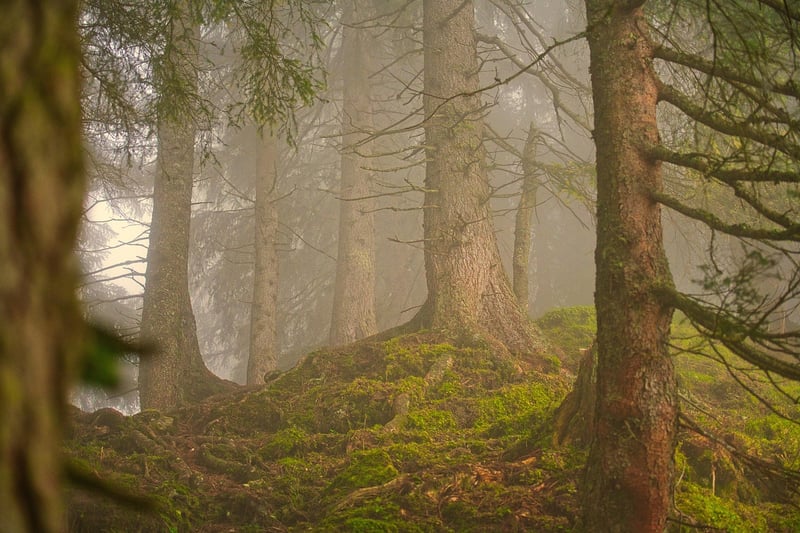 Wizardly Woods